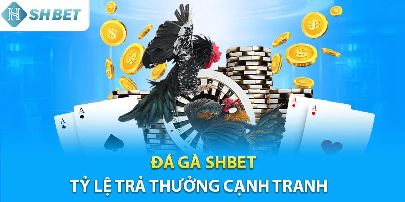 Đá gà Shbet tỷ lệ ăn cao trả thưởng cực kỳ minh bạch